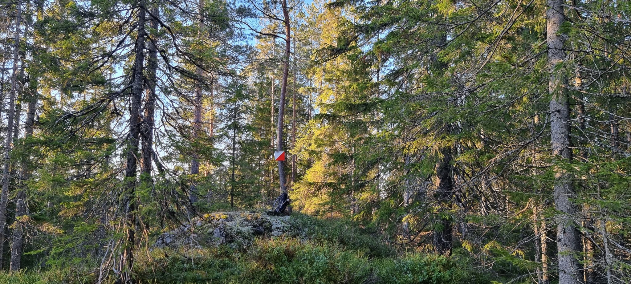 Skogtrim 2024 er i gang!
